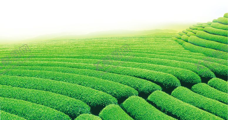 编号：80646410091938214613【酷图网】源文件下载-绿色背景