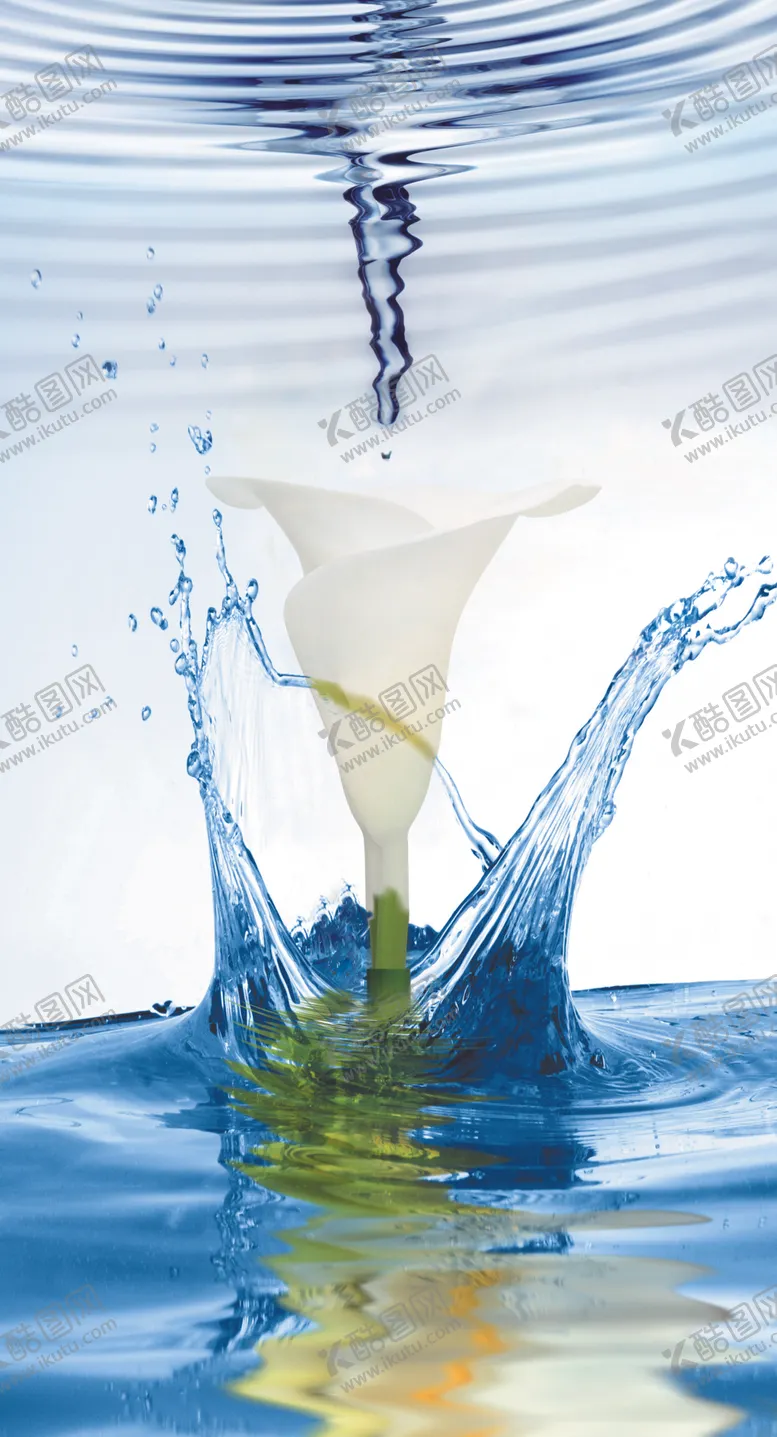 编号：80447704200421538975【酷图网】源文件下载-水中马蹄莲百合花