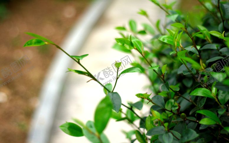 编号：26275209250030204803【酷图网】源文件下载-绿叶树枝植物树枝背景