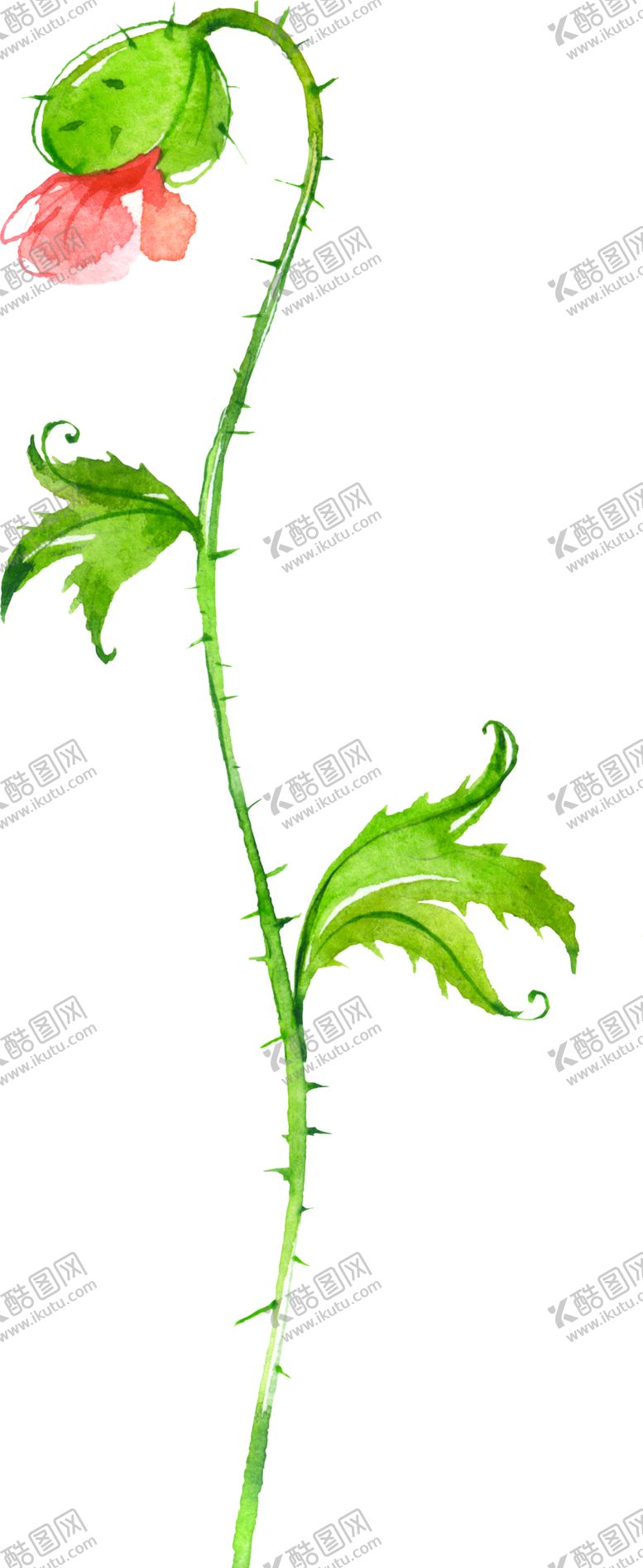 编号：51407407031437188265【酷图网】源文件下载-水彩手绘花卉花朵植物