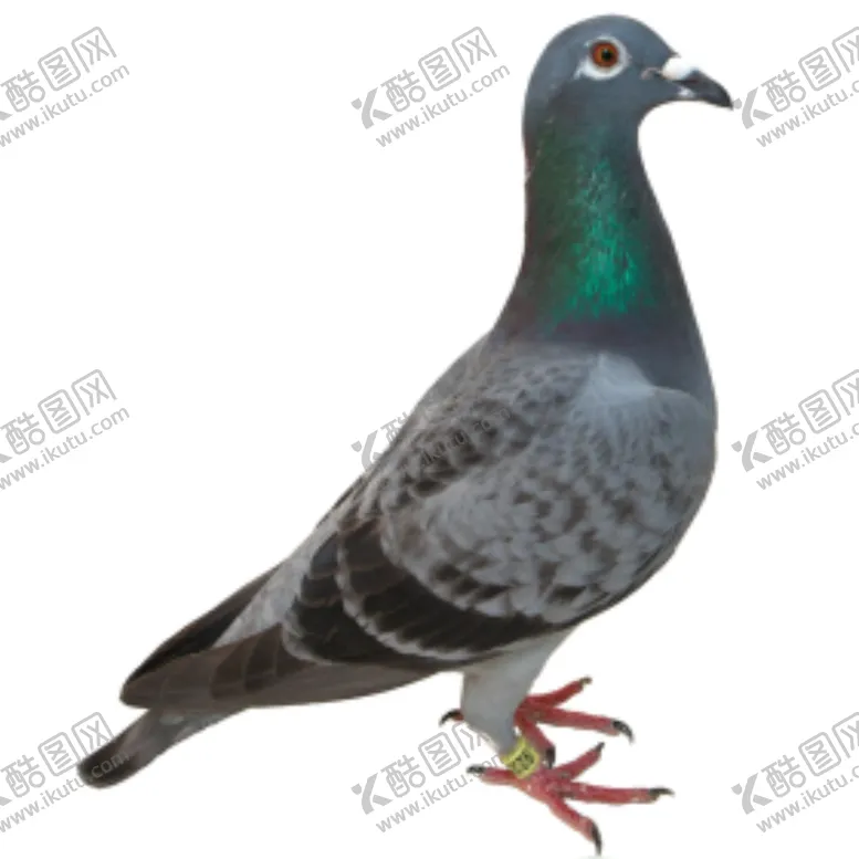 编号：64570709110241578589【酷图网】源文件下载-鸽子
