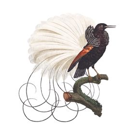 鸟类插画