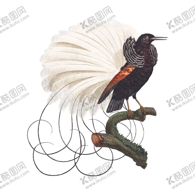 编号：42671305081039061243【酷图网】源文件下载-鸟类插画