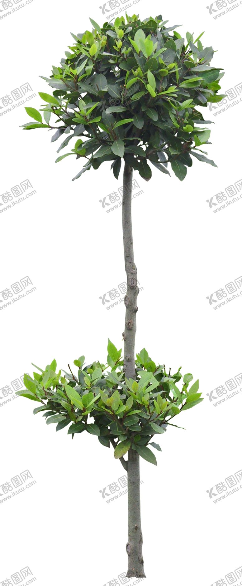 编号：54817107010326429171【酷图网】源文件下载-免扣植物素材图片