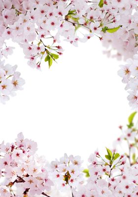 鲜花边框