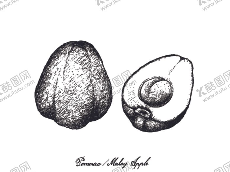 编号：13196910020559307731【酷图网】源文件下载-素描水果