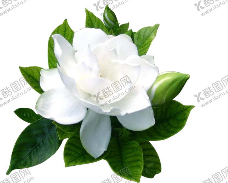 编号：79122009151622191331【酷图网】源文件下载-植物