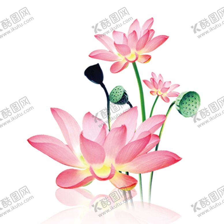 编号：36300812251454183700【酷图网】源文件下载-荷花素材