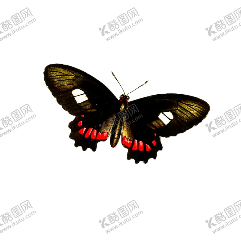 编号：15798306181022179643【酷图网】源文件下载-蝴蝶透明PNG免扣