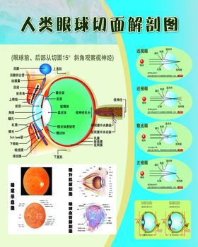 眼球解剖图