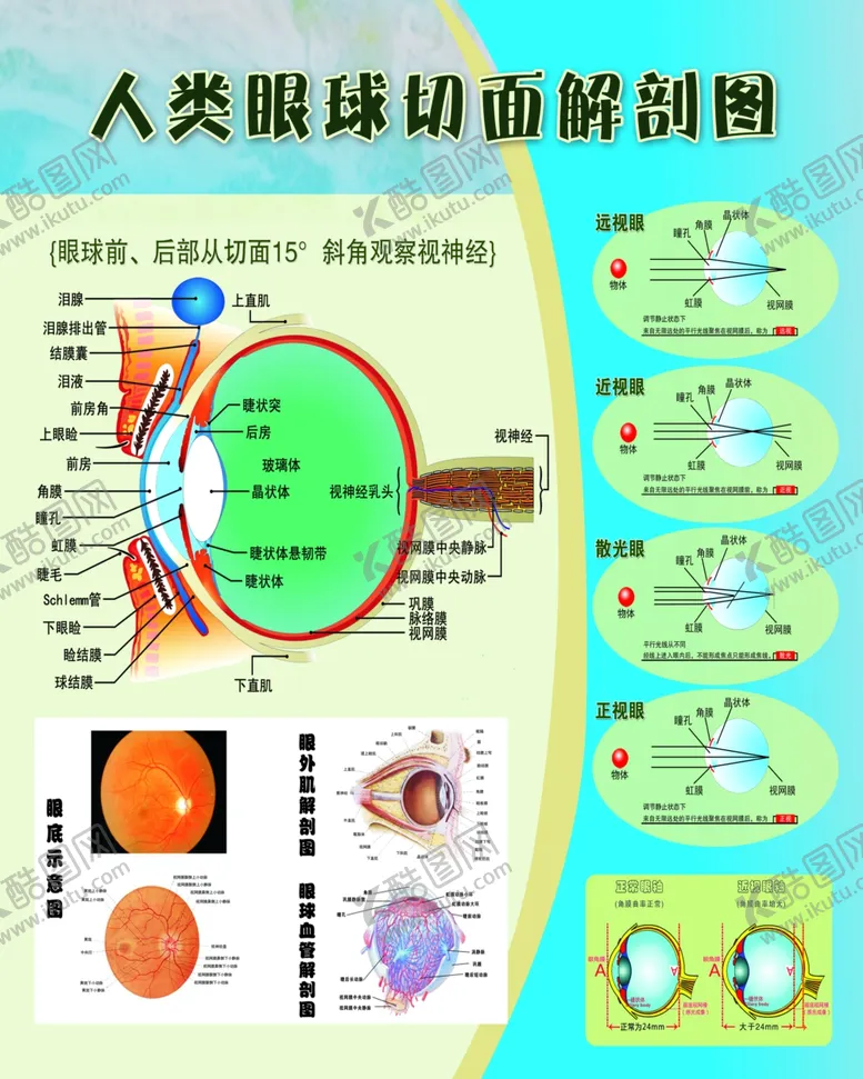 编号：37058002220920373186【酷图网】源文件下载-眼球解剖图