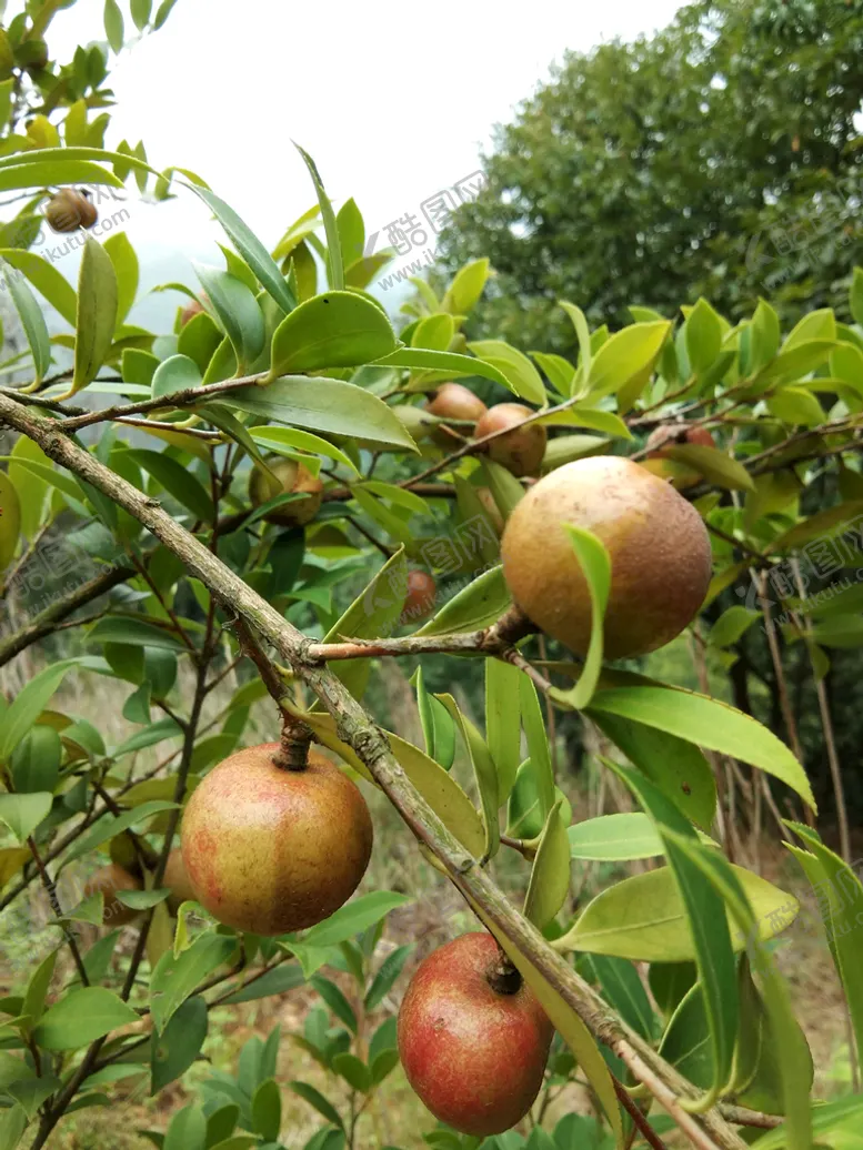 编号：04381509140914534957【酷图网】源文件下载-油茶茶树茶籽树