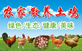 散養土雞