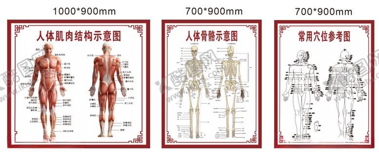 编号：61485502061727565727【酷图网】源文件下载-肌肉骨骼穴位分布图
