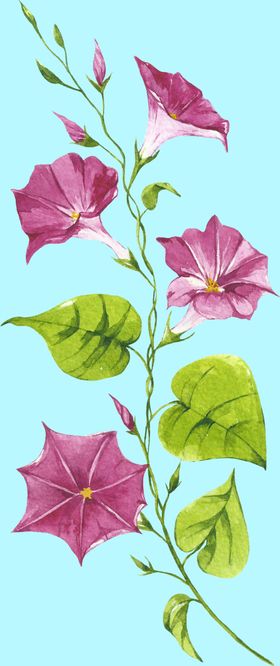 花卉树叶