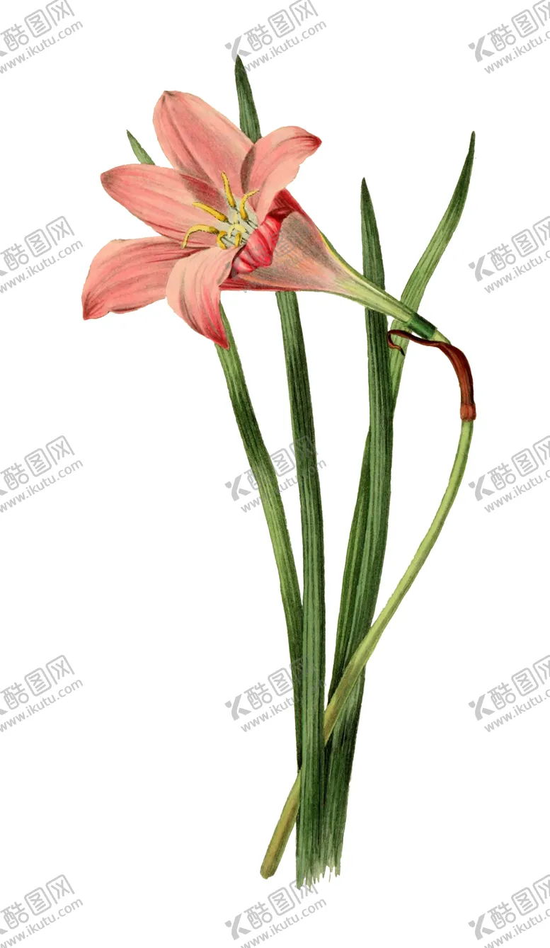 编号：27351007061815585388【酷图网】源文件下载-复古鲜花主题装饰图案