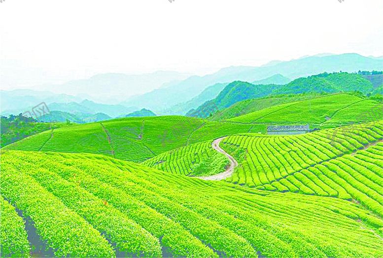 编号：72270006272319543955【酷图网】源文件下载-茶叶