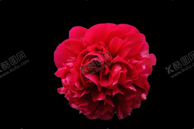 编号：33673509090553035193【酷图网】源文件下载-花艺