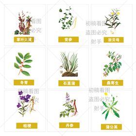 中药植物插图