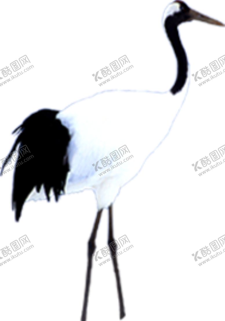 编号：33472206231853524735【酷图网】源文件下载-仙鹤