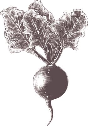 手绘蔬菜