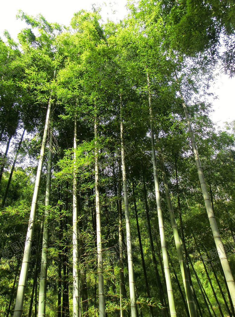 编号：10794210030155404469【酷图网】源文件下载-竹子