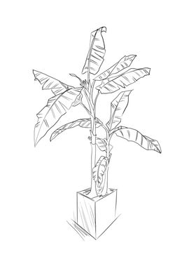 芭蕉树简笔画