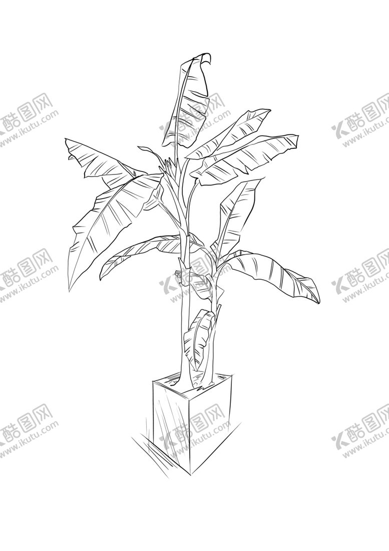 编号：28609709180714005889【酷图网】源文件下载-芭蕉树简笔画