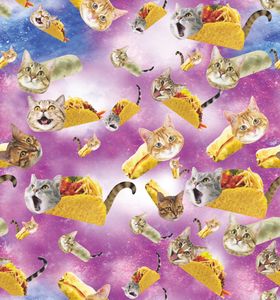 小猫