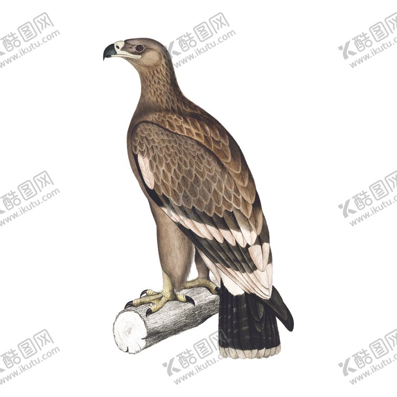 编号：10589805140039574995【酷图网】源文件下载-手绘鸟类插图