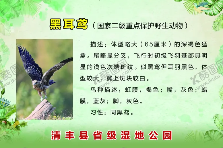 编号：45807910080527157628【酷图网】源文件下载-黑尔鸢