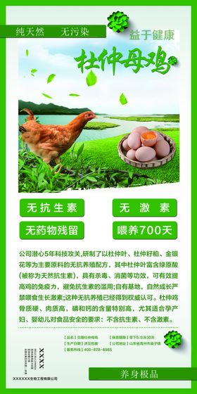 杜仲母鸡