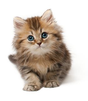 猫咪鸡野生动物棕熊头鹰