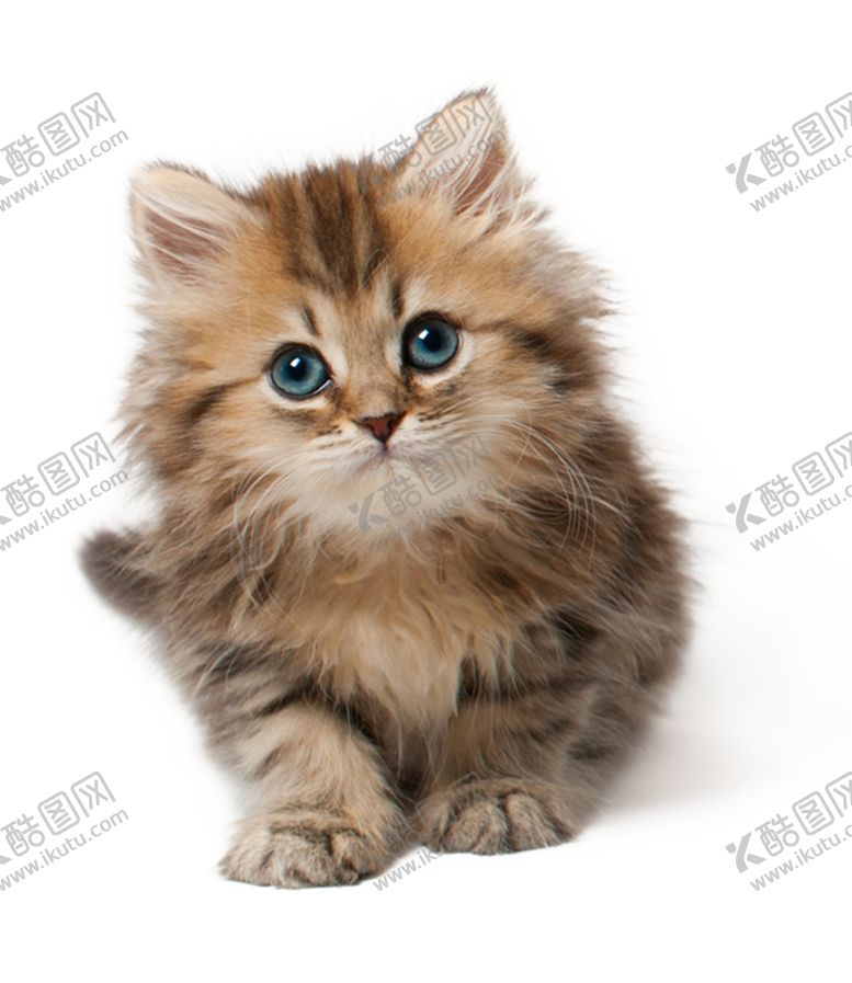 编号：63899007081832283965【酷图网】源文件下载-猫咪