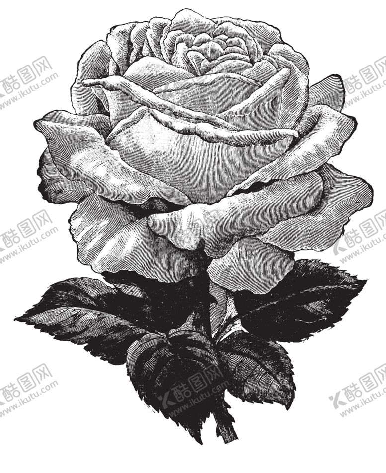 编号：90652506302320541896【酷图网】源文件下载-素描绘画植物花朵