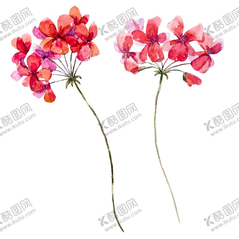 编号：80323407022228268035【酷图网】源文件下载-水彩植物