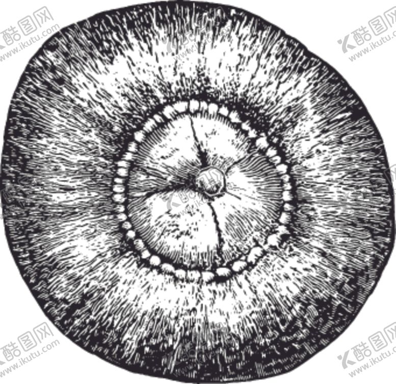 编号：47754109160218057279【酷图网】源文件下载-素描手绘蔬菜