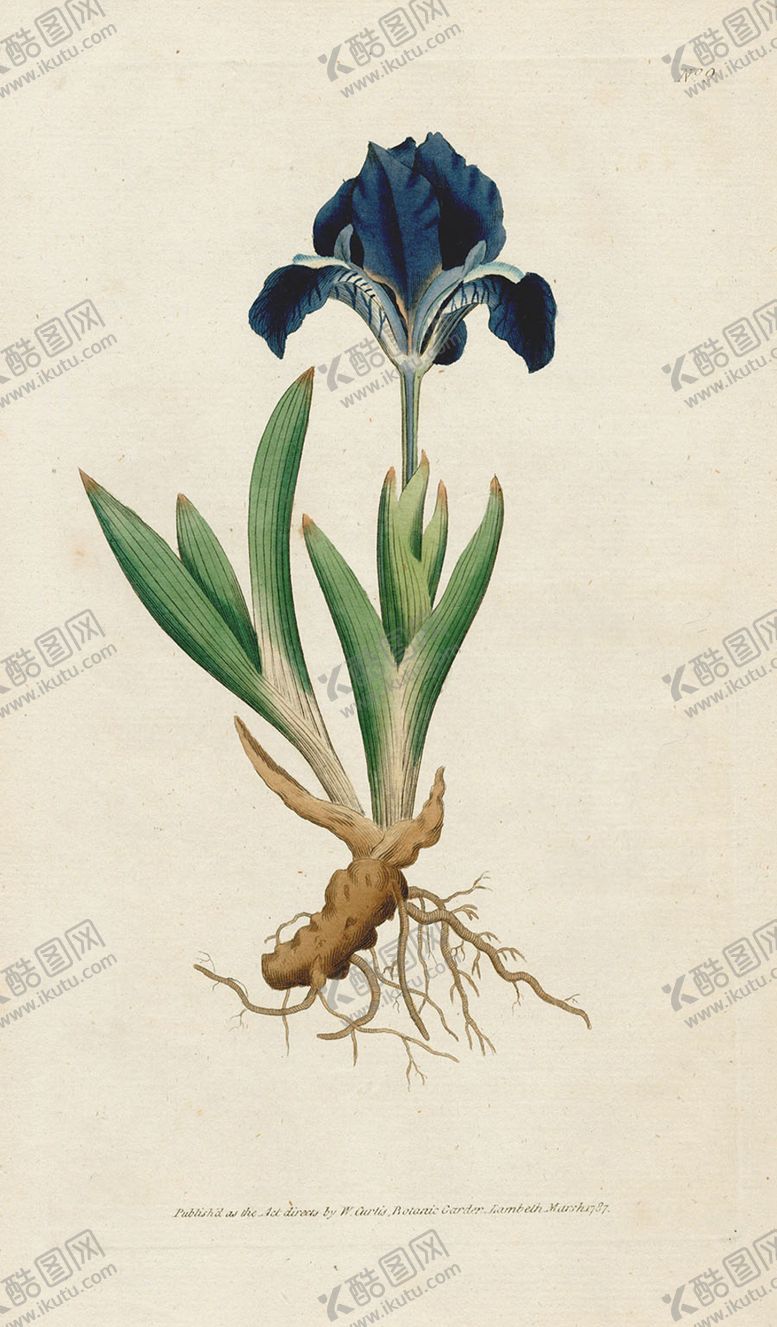 编号：40069705040430301950【酷图网】源文件下载-欧式复古色调花朵植物