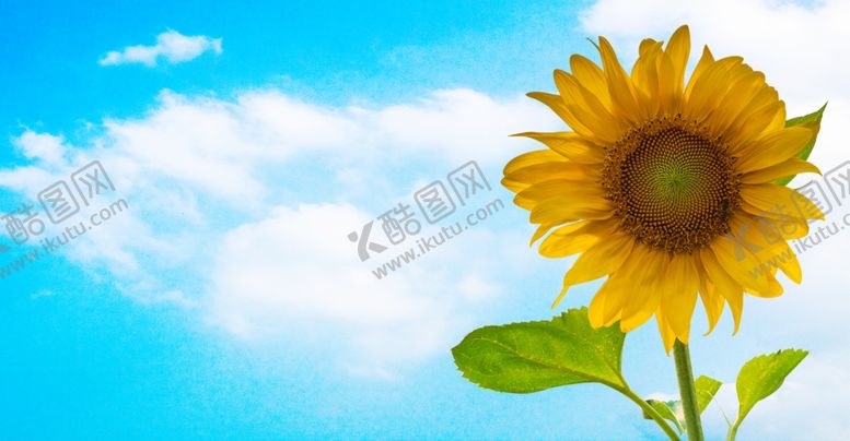 编号：98264309131329104119【酷图网】源文件下载-向日葵