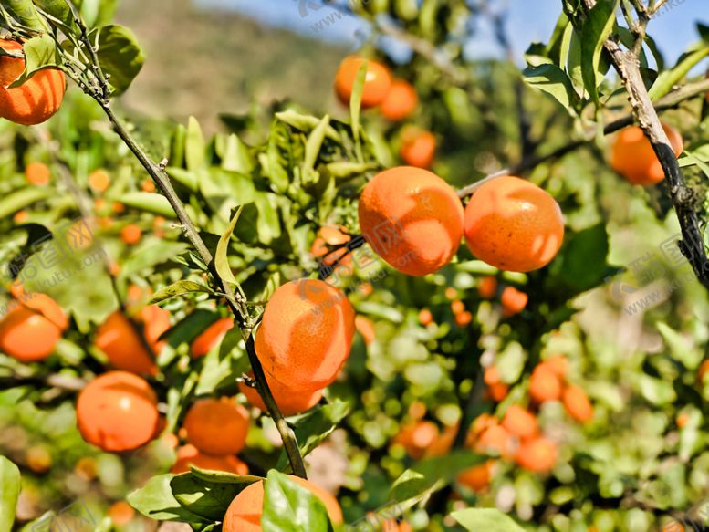 编号：42320410120509147135【酷图网】源文件下载-桔子