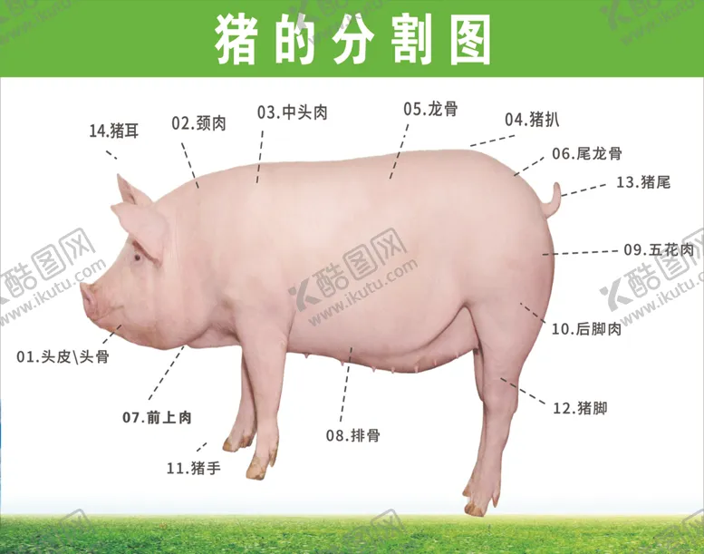 编号：16560907020311101319【酷图网】源文件下载-猪肉