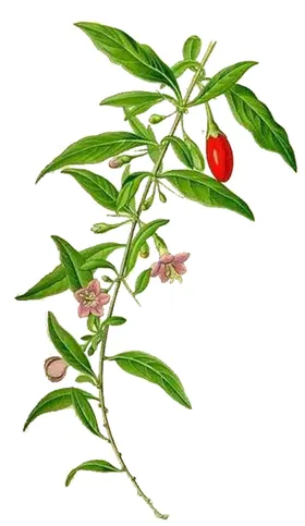 手绘枸杞