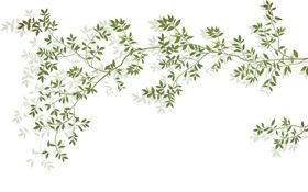 树叶子热带植物手绘木