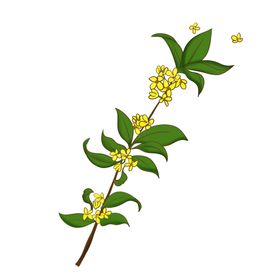 手绘桂花png免抠素材食品糕香叶