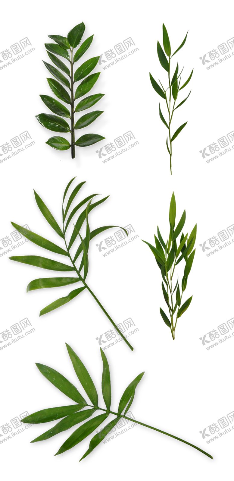 编号：95757707140647331038【酷图网】源文件下载-叶子树叶绿叶png