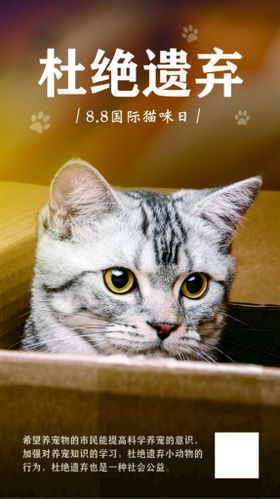 杜绝遗弃动物 猫咪