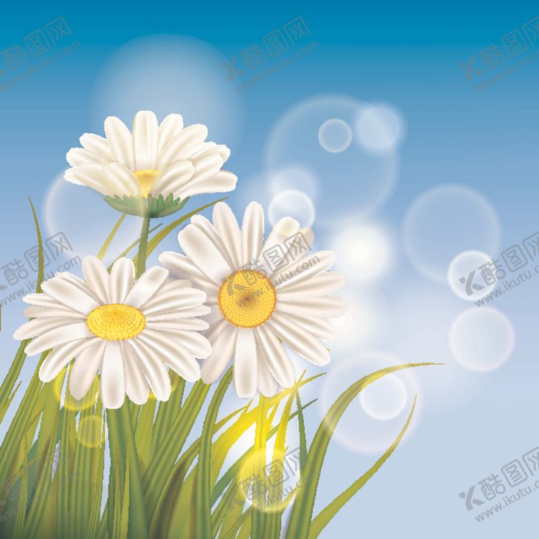 编号：50217009210112439768【酷图网】源文件下载-雏菊