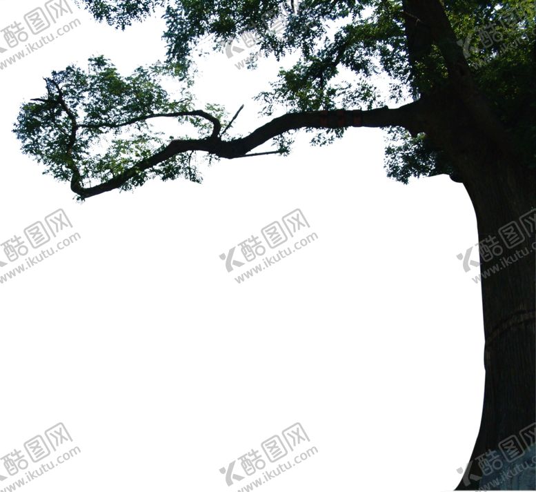 编号：94818807062158551116【酷图网】源文件下载-前景树大树