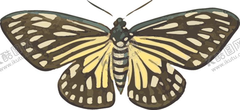 编号：94356709200421413892【酷图网】源文件下载-蝴蝶昆虫插画