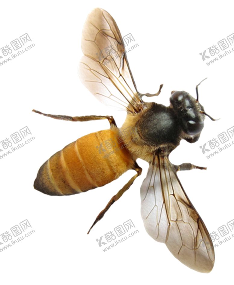编号：22146709231405575484【酷图网】源文件下载-蜜蜂